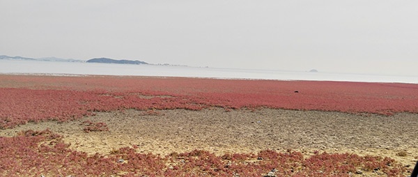 해양수산부에 습지보호지역 지정 최종 건의(갯벌사진)