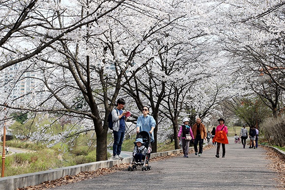 1경 분당 중앙공원 벚꽃길