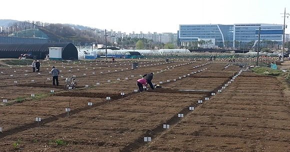 4월 8일 개장하는 시청 건너편 성남시민농원