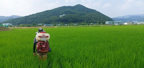 광주시, 벼 이삭거름 적기·적량 시용 당부