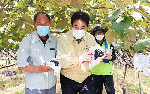 용인시, NH농협 직원들 백암서 포도수확 돕기·기탁