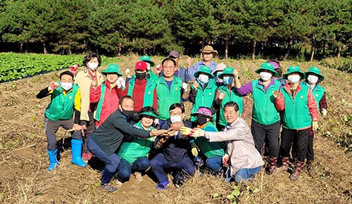 광주시 남한산성면 새마을 가족, 사랑 나눔의 고구마 수확