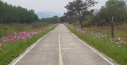 광주시 팔당물안개공원 둘레길 코스모스 만개 눈길