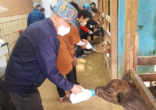 김포시보건소, 치매어르신 목장체험 농림 치유프로그램 진행