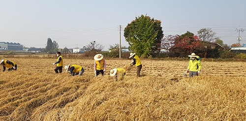 고양시의회 환경경제위원회 소속 시의원 농가일손돕기 벼 수확 행사 참여