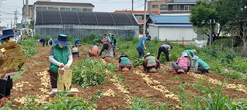 오성면 남･여 새마을지도자, 「사랑의 감자캐기」 행사 개최