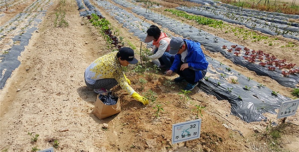 인천환경공단, 중구 영종도 친환경 주말농장 무료분양 신청하세요!