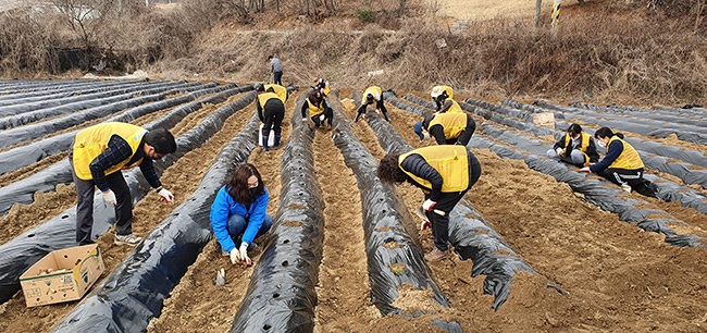 평택시 중앙동 환경보존회, 이웃 사랑 실천을 위한 ‘사랑의 감자심기’ 행사