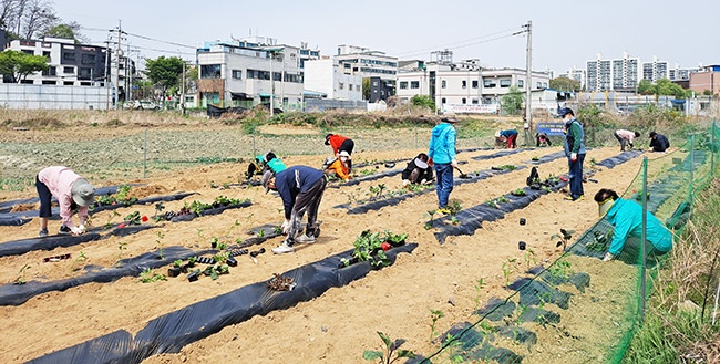 오산 남촌동주민자치회, 지역내 어르신들을 위한 텃밭 가꾸기 