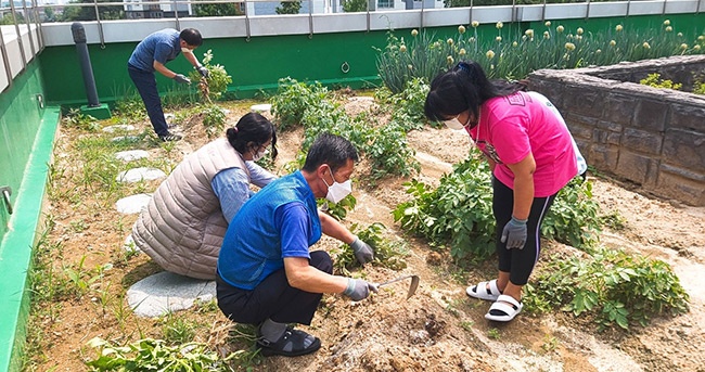 고양시, 행복자활텃밭 감자 수확