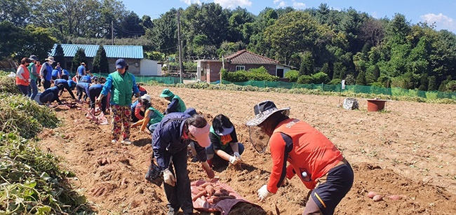 의정부시 신곡2동, 고구마 수확하며 이웃사랑 실천