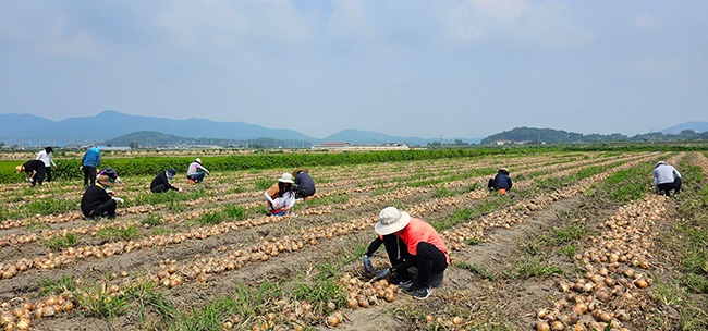 농수산진흥원, 용인 양파농가에서 농촌일손 도와 