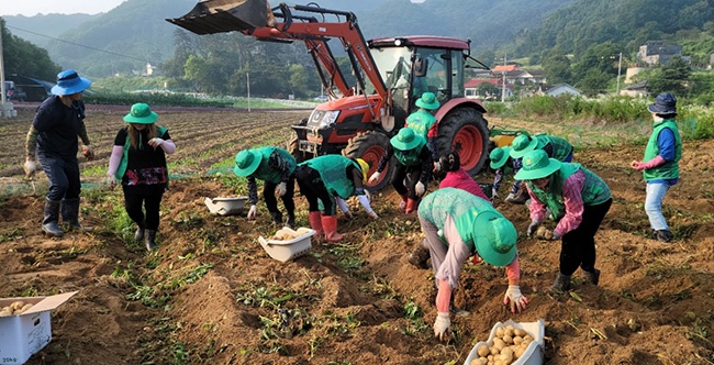 안성시 죽산면 남녀새마을협의회 농촌 일손돕기 실시