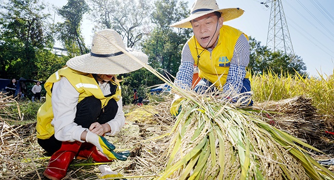 수원시 공공기관 협력, 첫 도시농부 벼 베기 봉사 진행