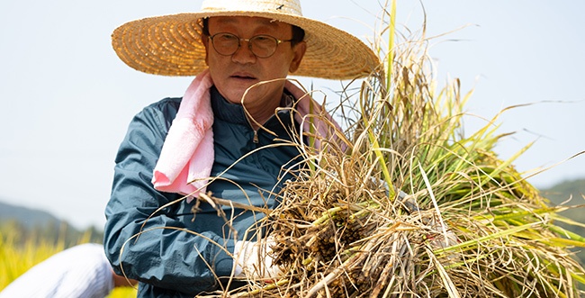 연천군, 벼베기 행사 개최